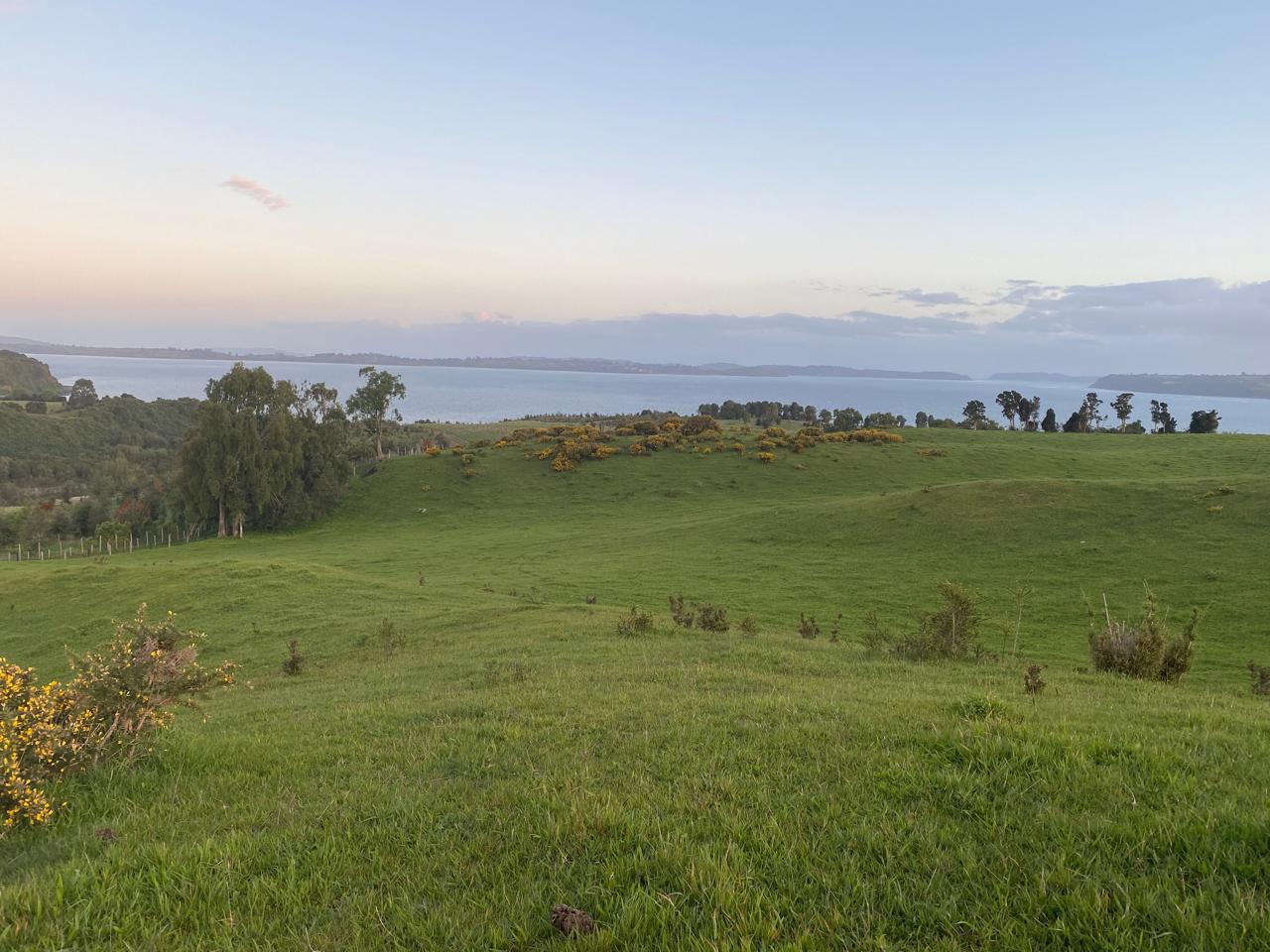 Aguantao