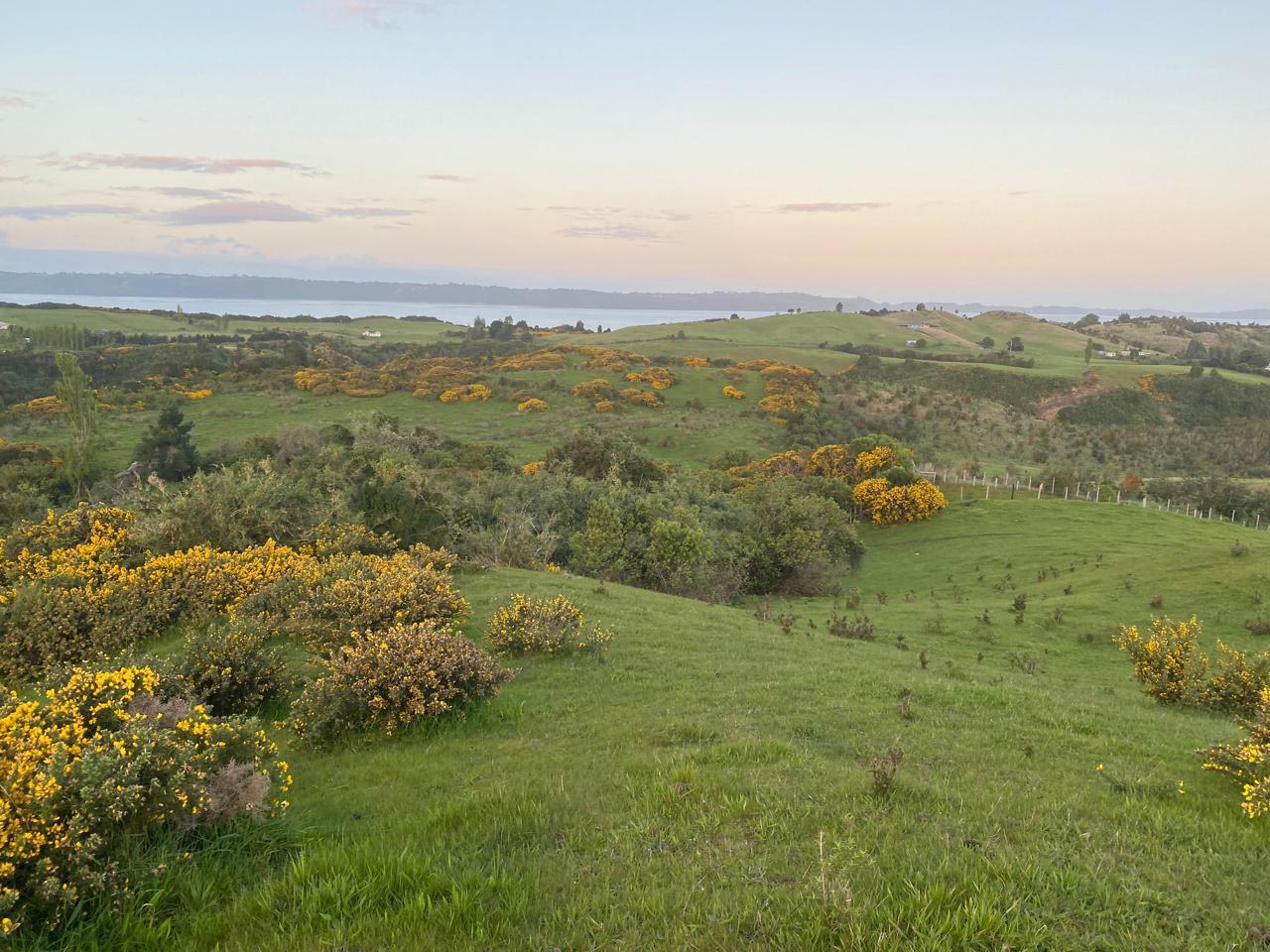 Aguantao